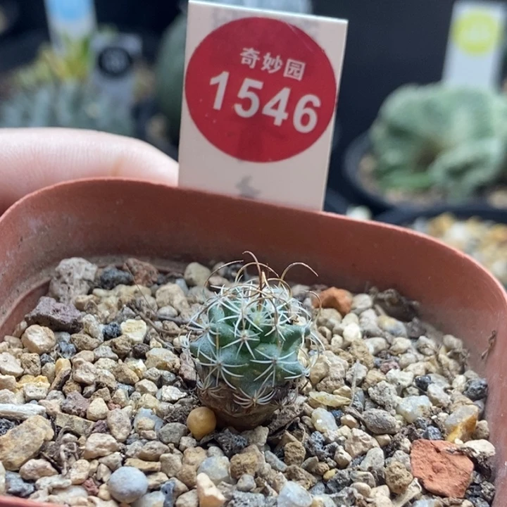 草刺娇丽实生1.3厘米