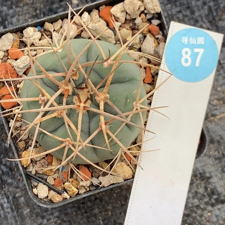 狂刺光琳玉4.5cm