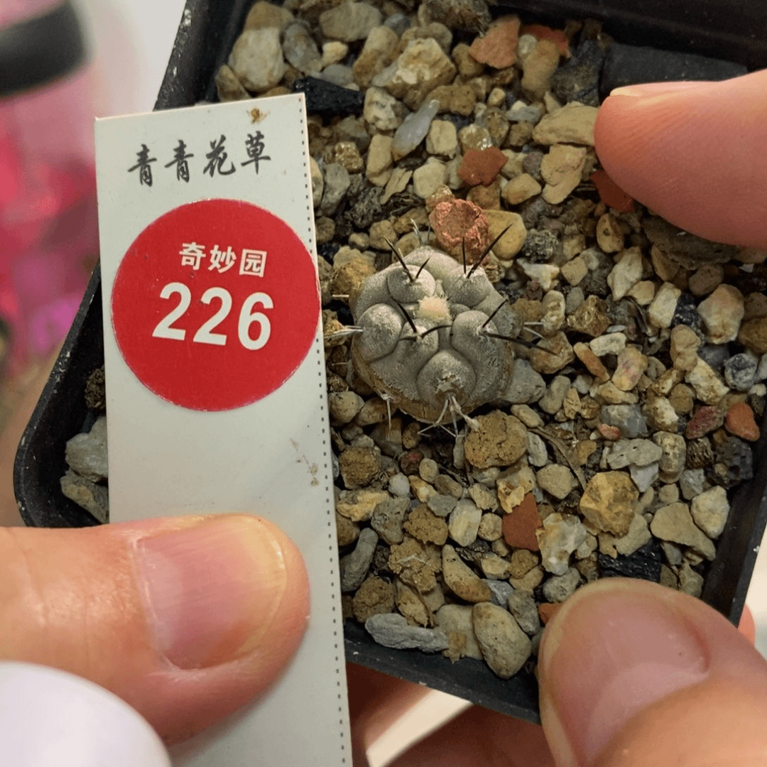 实生上蜡黑士冠1.6cm
