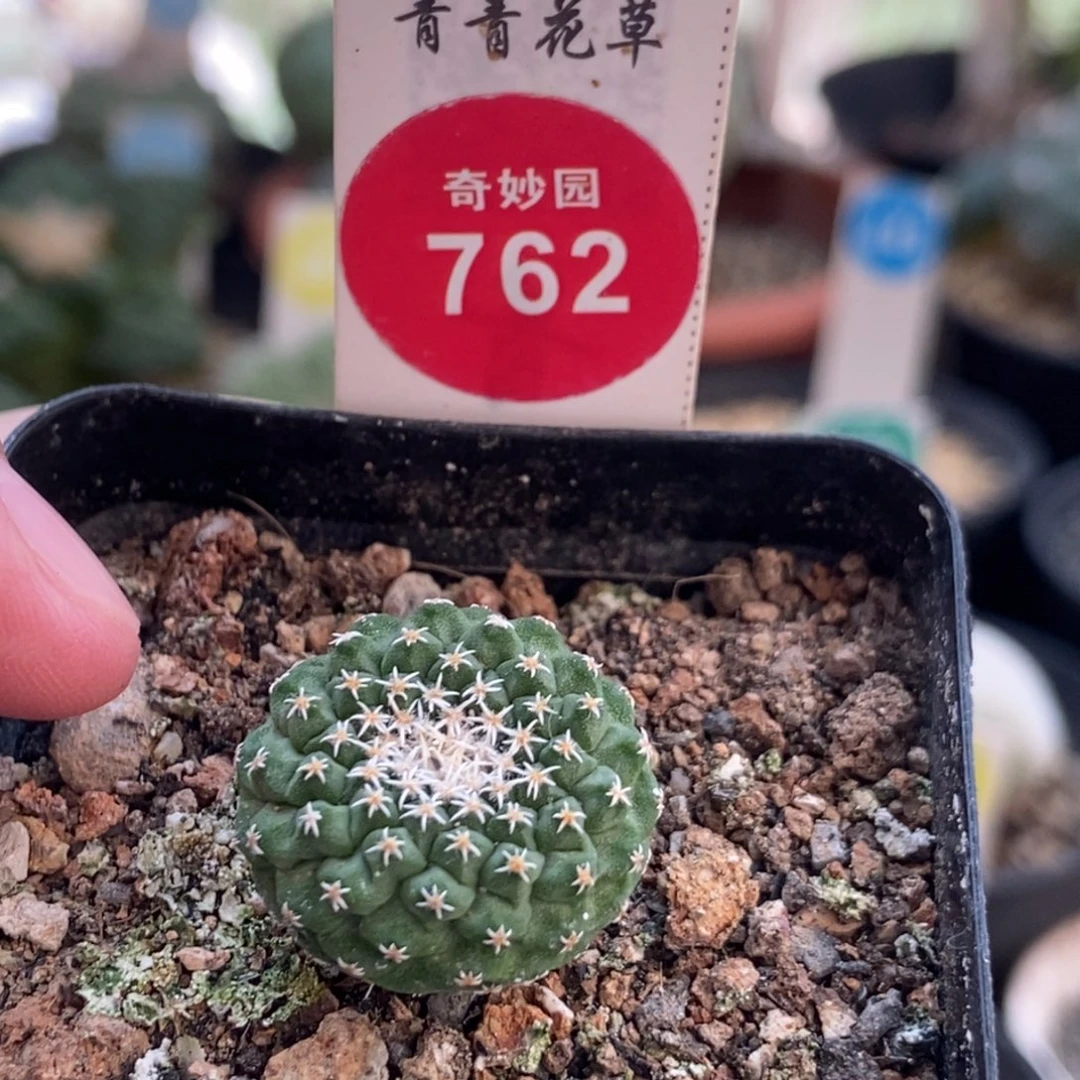 实生菊水缀化2cm