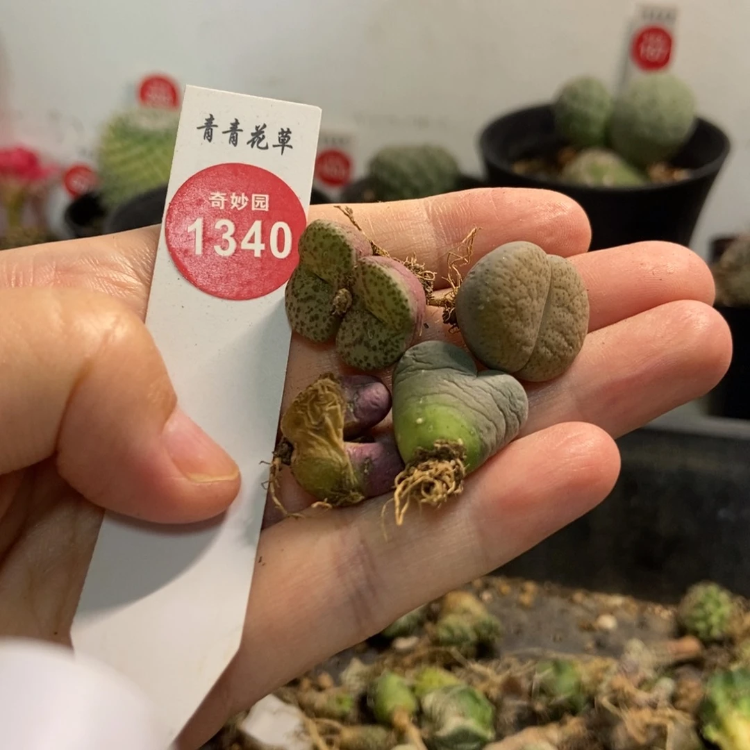一把5357855生石花
