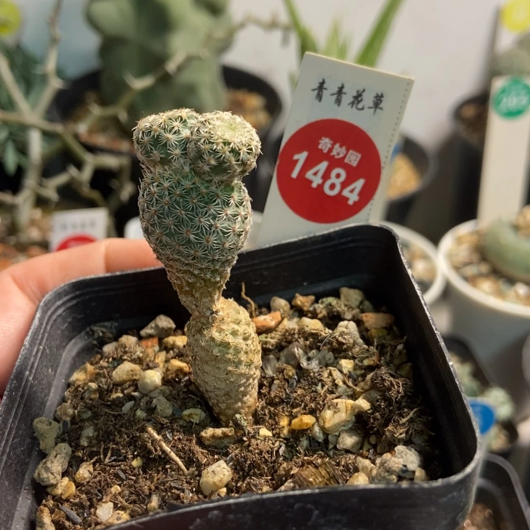 米奇美针玉2厘米自根