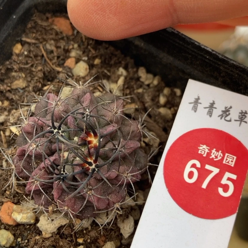 【闪购商品】实生狂刺素妆玉3.3cm