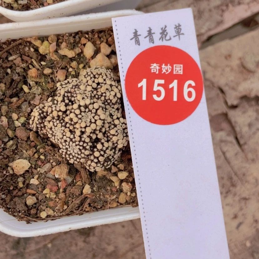 【闪购商品】自根松针牡丹群
