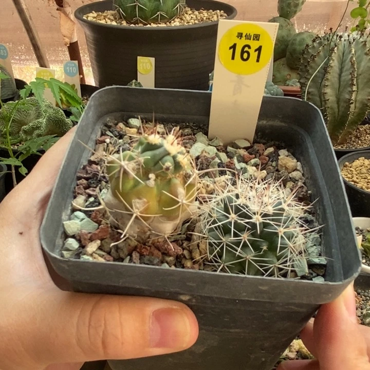 实生球两颗仙人球有疤