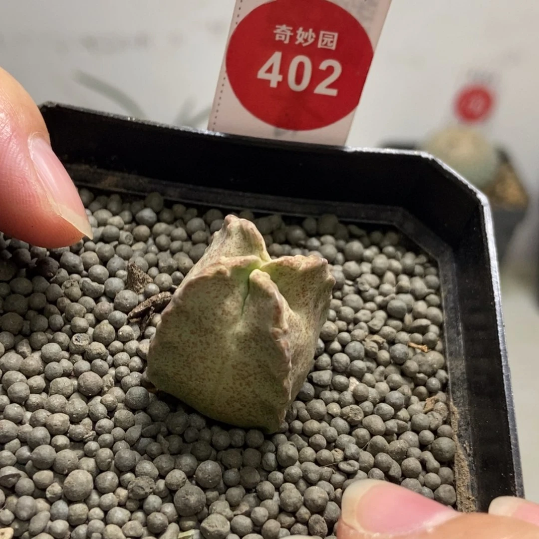 卡萨白沙龙2.5cm一颗仙人球