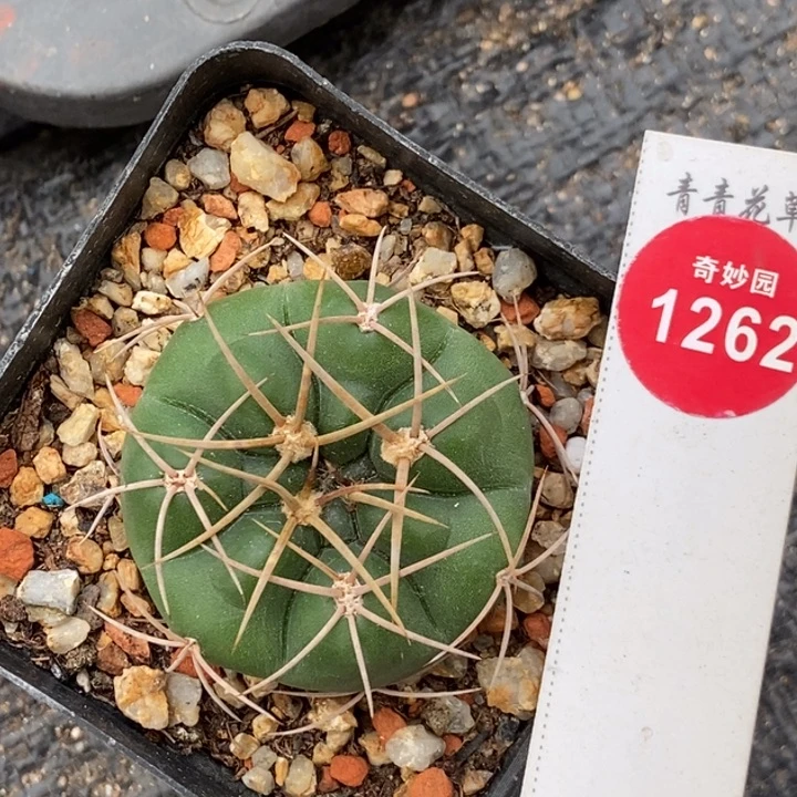 实生美花海王一颗仙人球