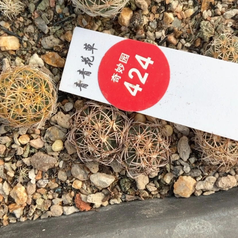 【闪购商品】优选双头狮子奋迅
