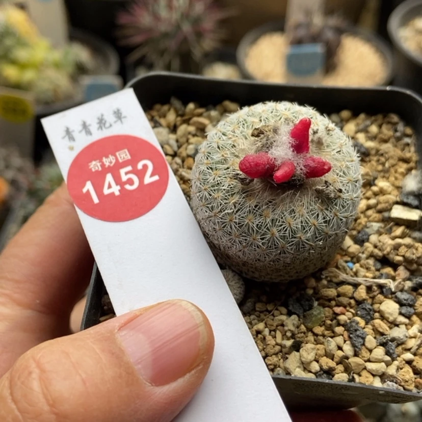 【闪购商品】实生月世界3.2cm