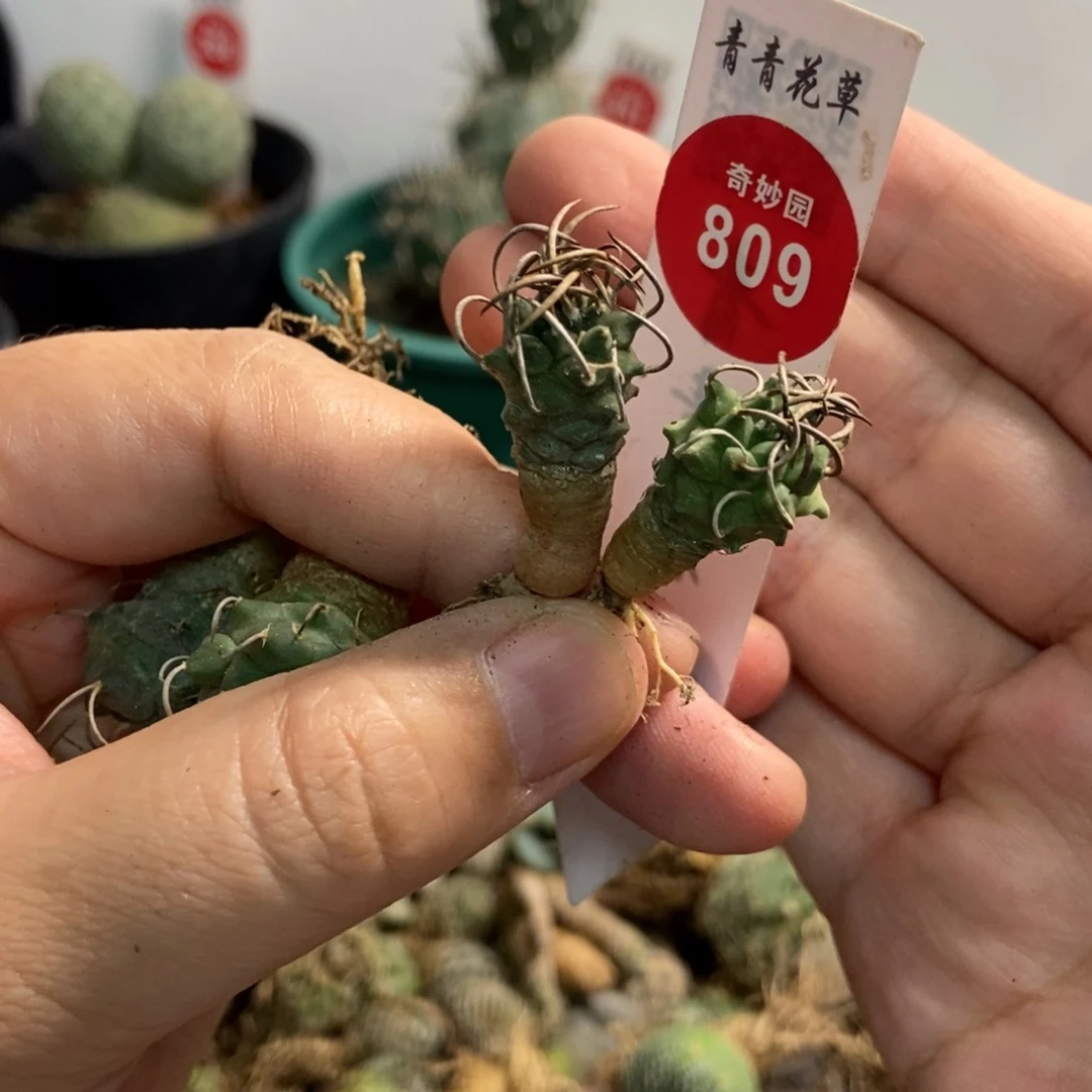 实生两颗娇丽一颗仙人球