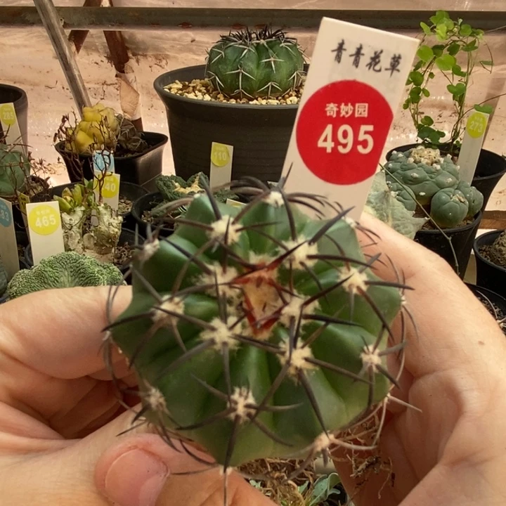 实生黑刺铃木圆盘玉5cm