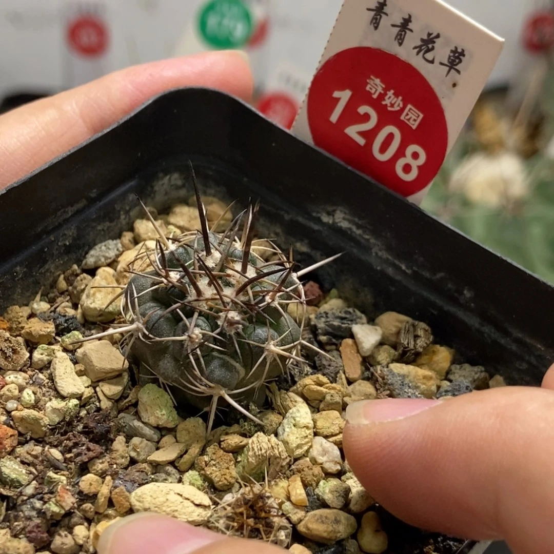 实生龙爪球2.2cm