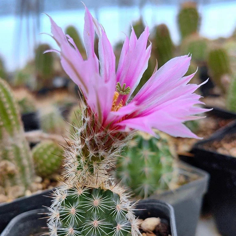 实生红花锦照虾仙人球鹿角柱多肉植物花卉绿植室内盆栽阳台夏好养