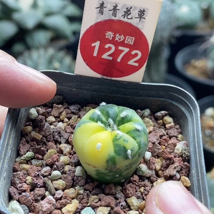 实生兜锦2cm侧面有疤