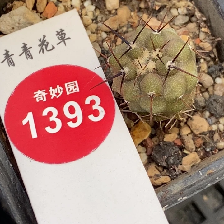 实生孤龙1.6cm一颗仙人球