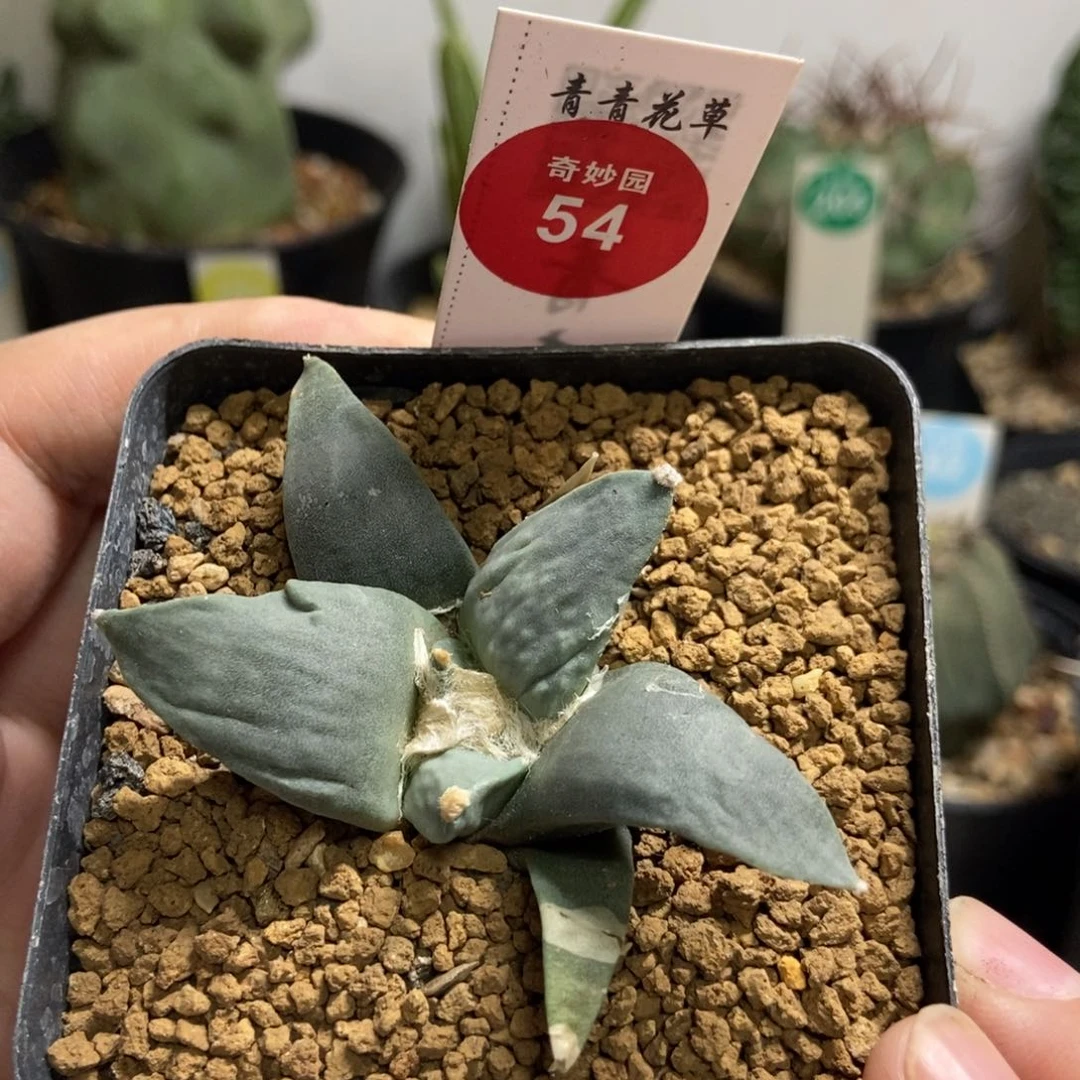 实生怒涛杂交6.3cm一颗仙人球