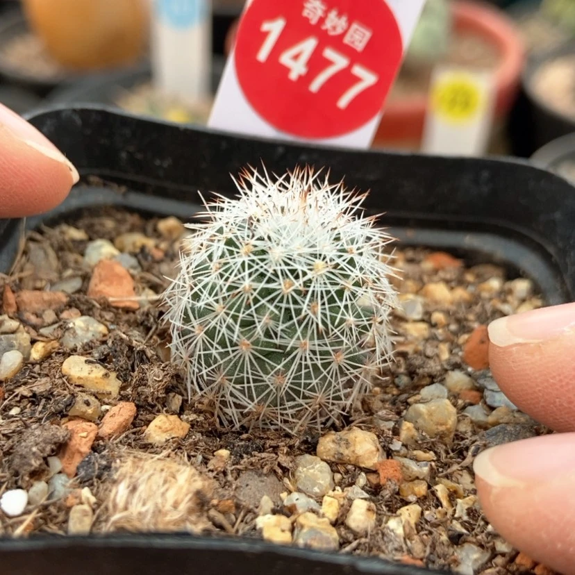 【闪购商品】白琅玉2.1cm