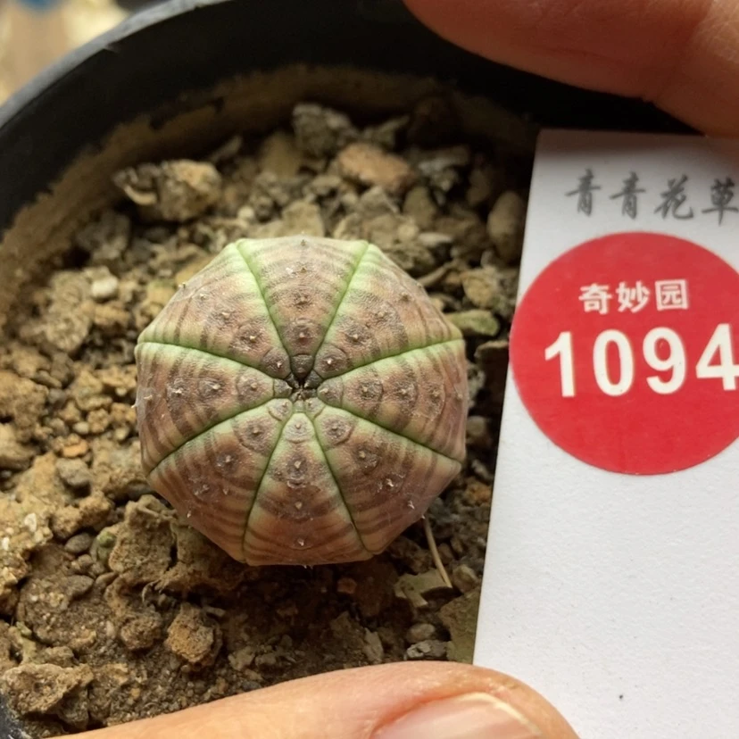 【闪购商品】实生高绒彩体布纹球