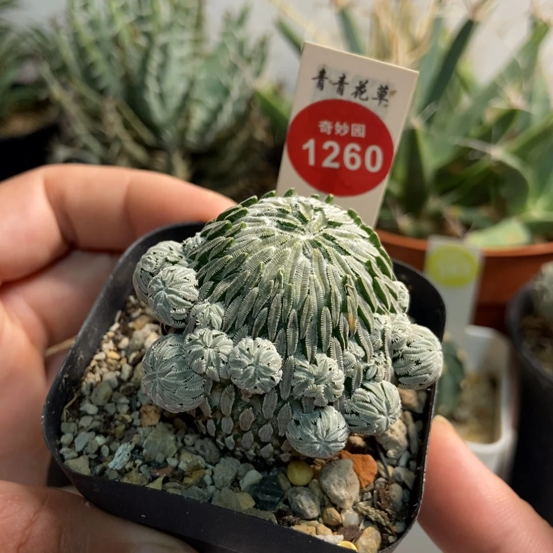精巧丸群自根5.2厘米