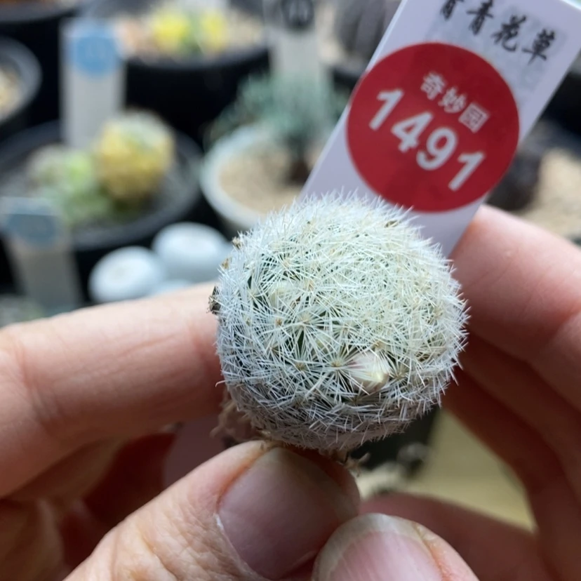 【闪购商品】实生姬玉