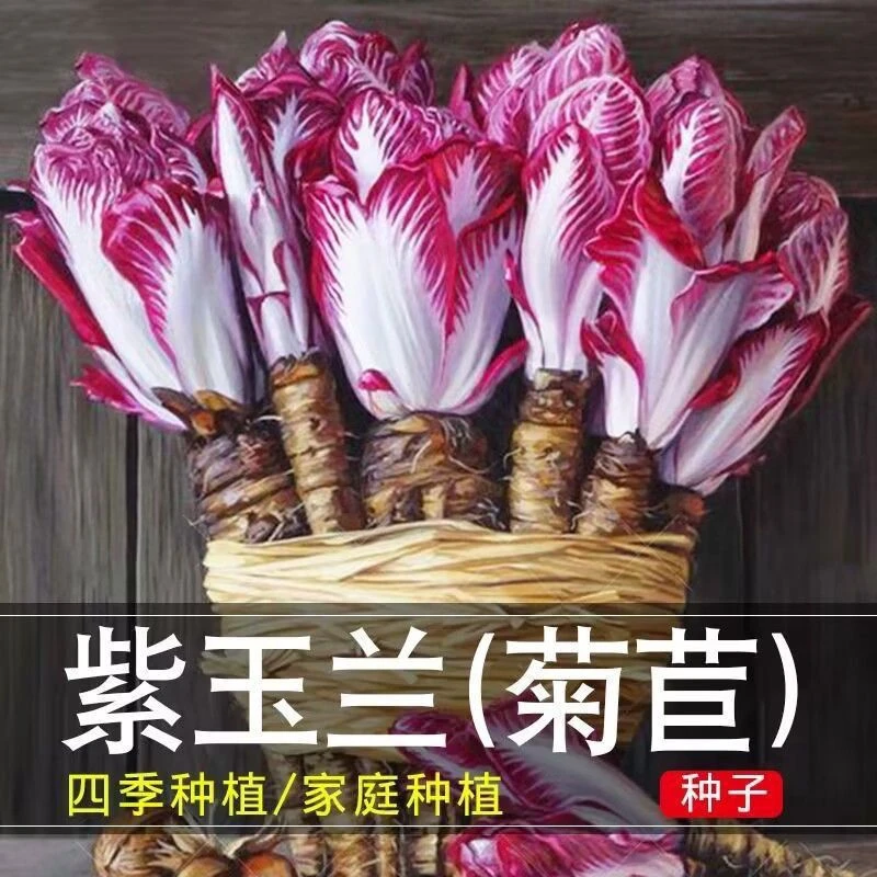 【紫玉兰菜种籽】四季播种紫玉兰菜桃红大叶菊苣种子苦菊盆栽种籽