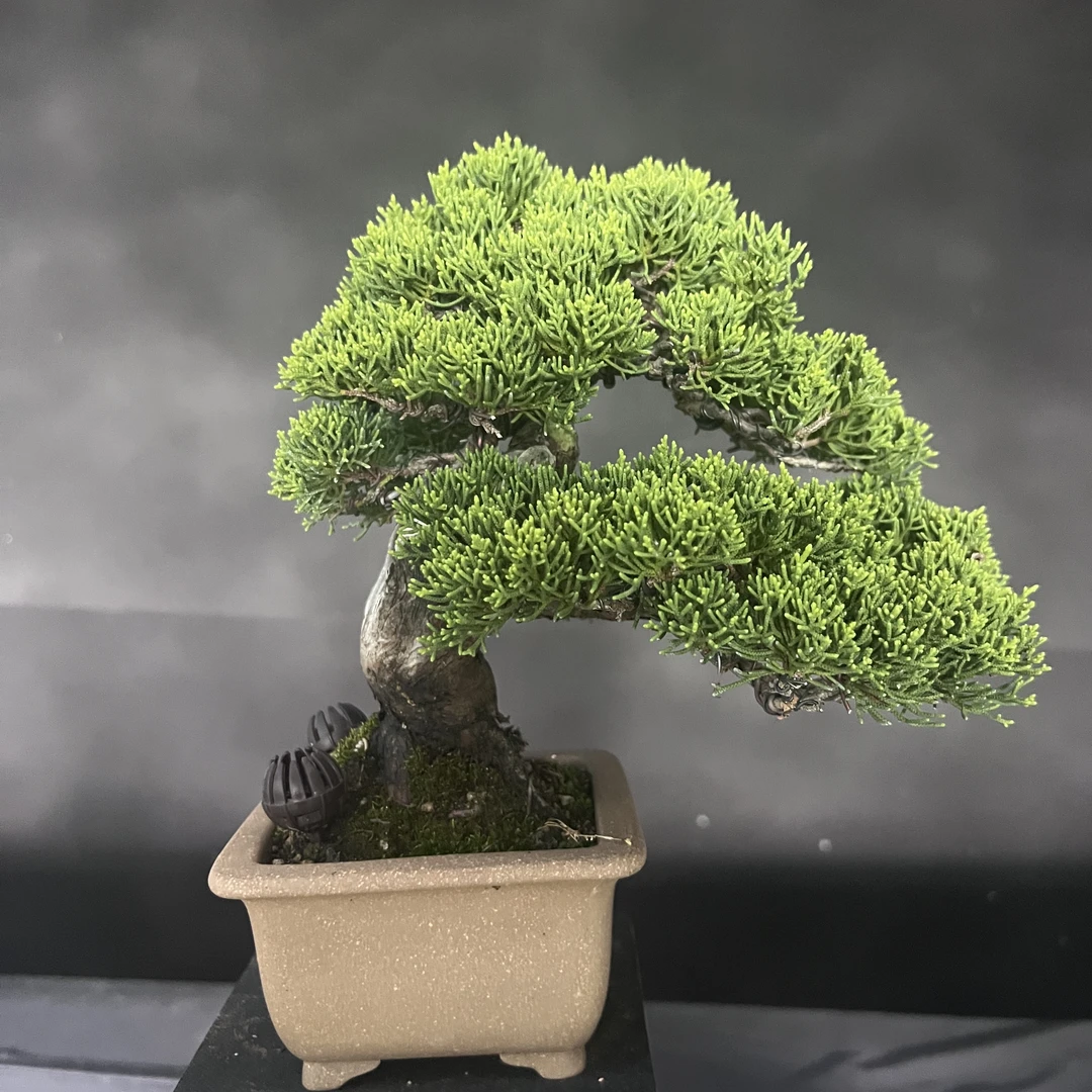 系鱼川盆景：一手托盆景，成熟度高，健康状况良好！