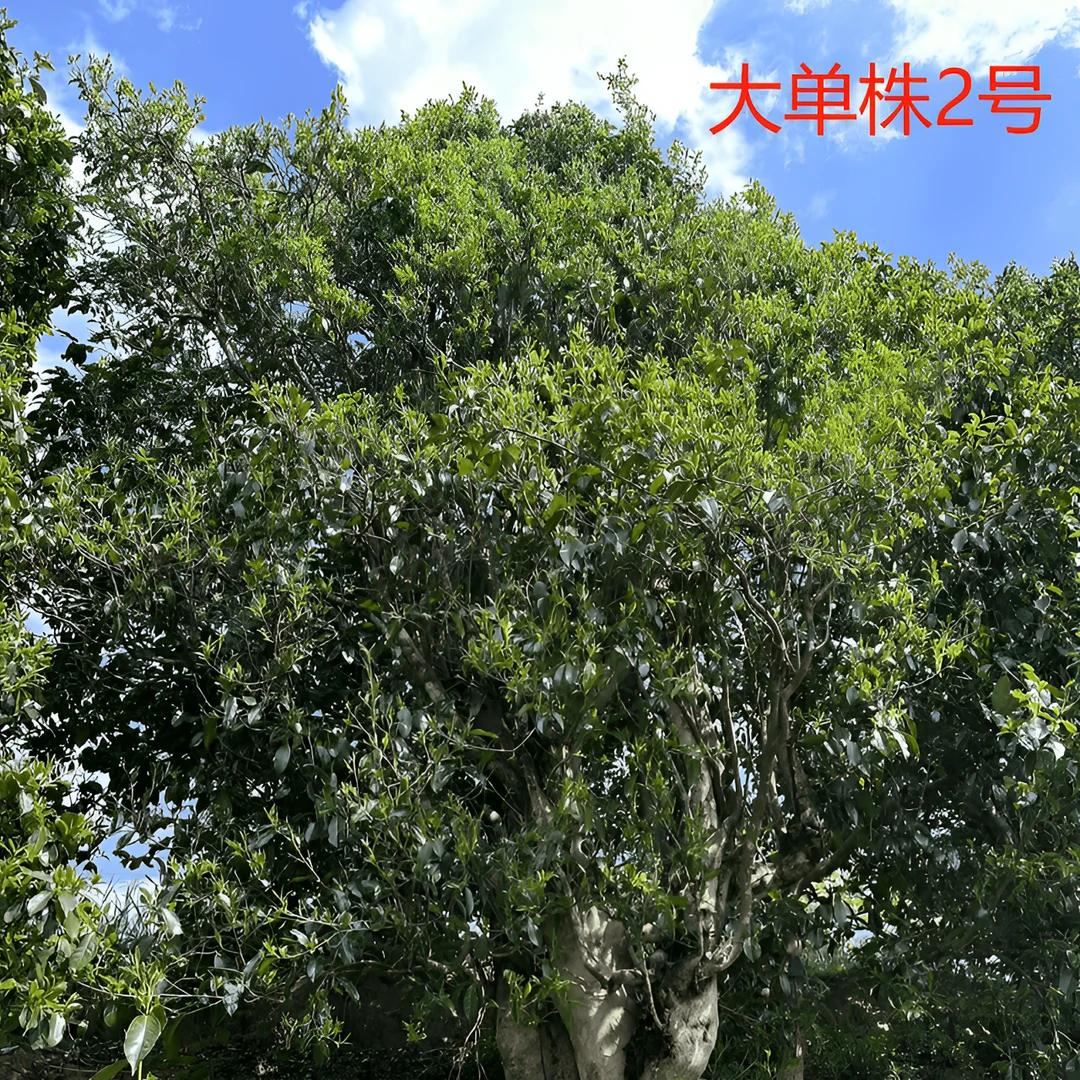 千年大单株古树茶单棵单采野生古树茶 千年大单株