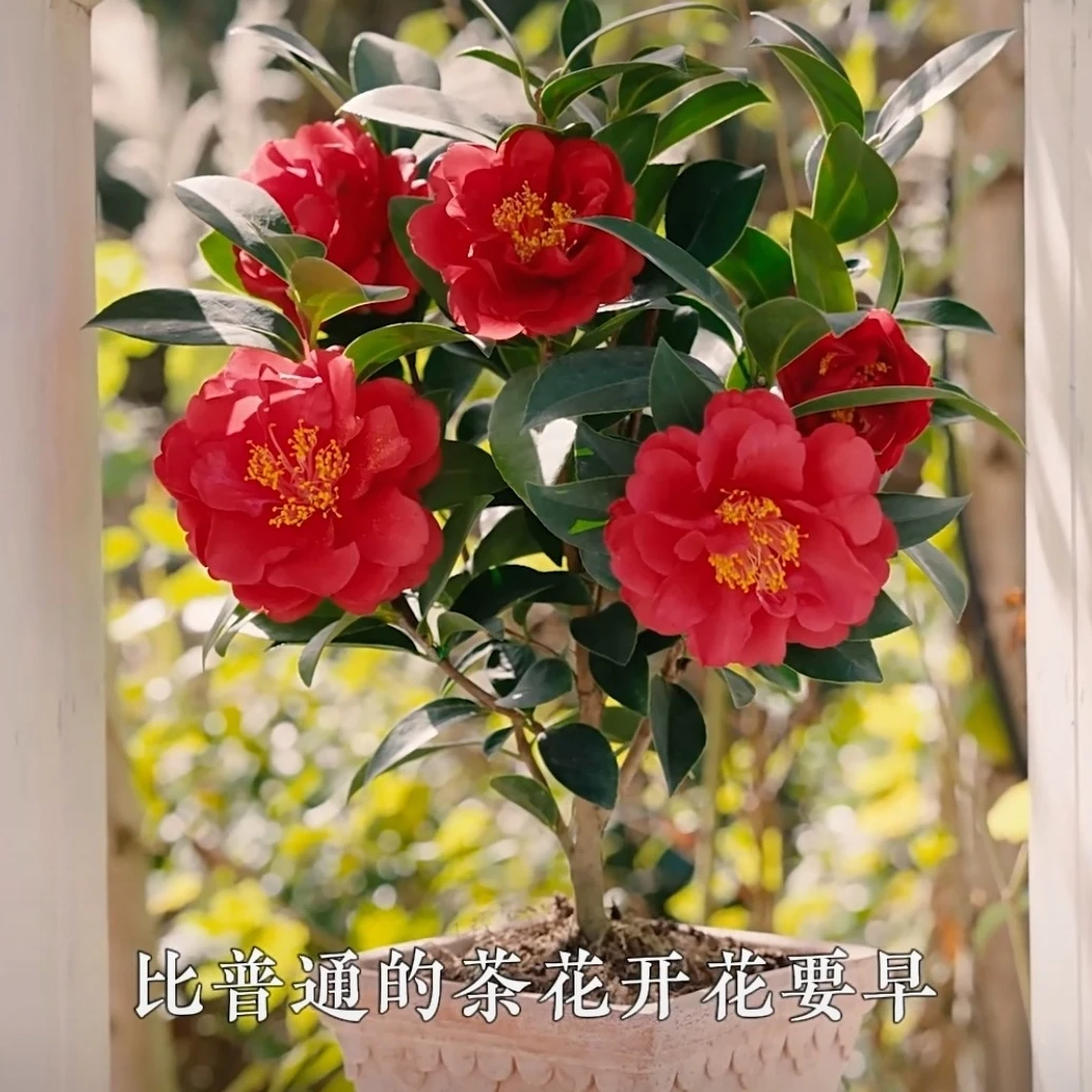 红色山茶花四季好养易活