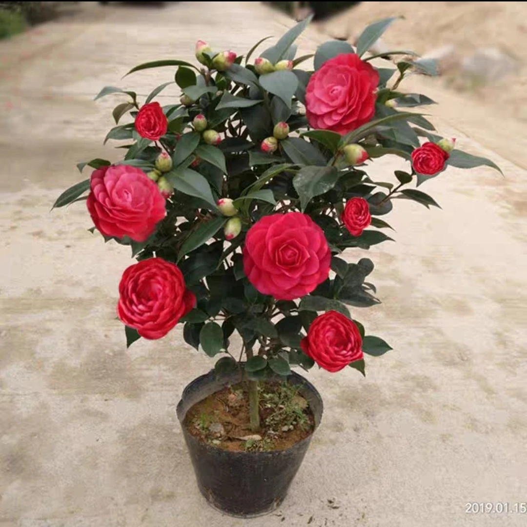 精品6年红色山茶花盆栽四季好养花卉植物室内花客厅阳台庭院绿植