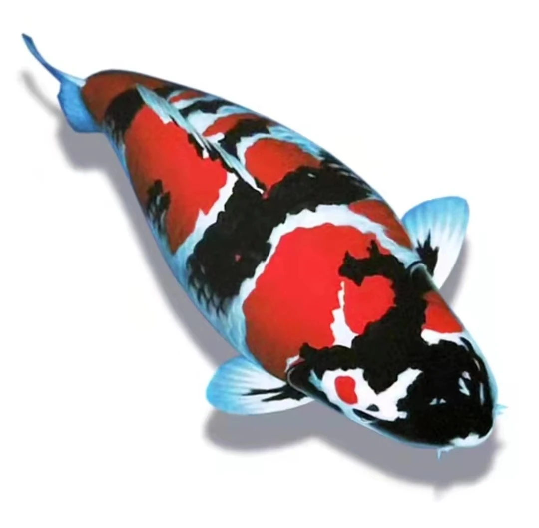 昭和 红白 大正  日本血统锦鲤 精品观赏鱼