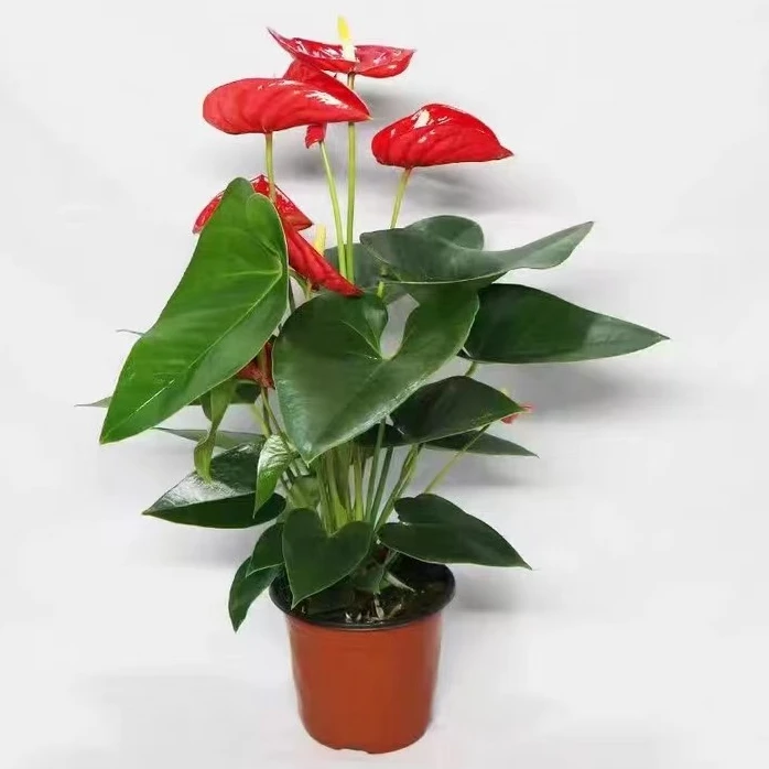【君君专属】1~3朵花红掌盆栽四季室内水培植物花卉绿植软装好物