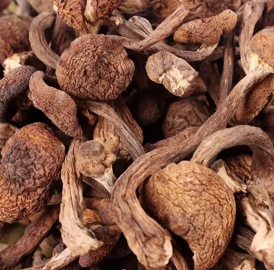 2024年长白山脉野生榛蘑 自然晾晒 250g/500g