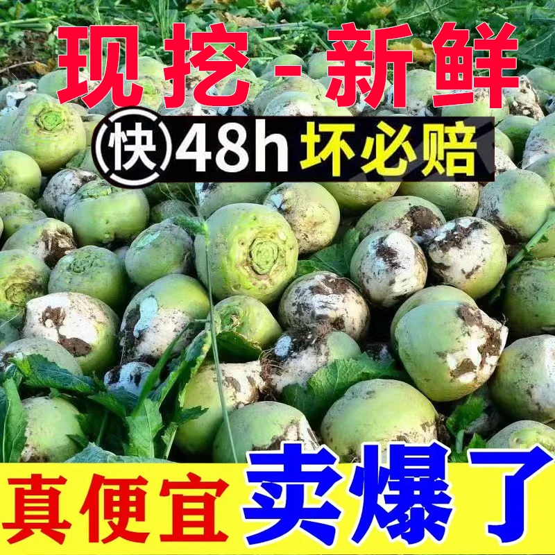 2024新鲜芥菜疙瘩10斤辣菜咸菜大头菜芥菜头新鲜蔬菜整箱批发5斤