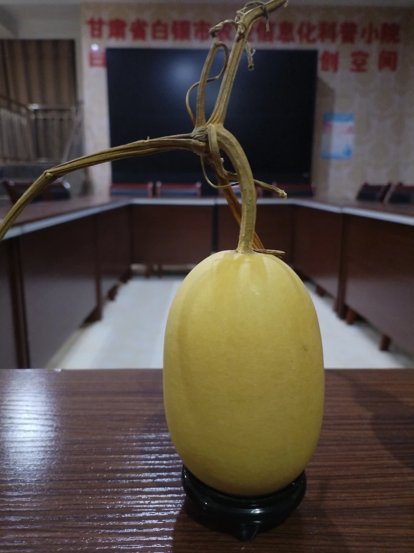 小东瓜葫芦，高度8公分