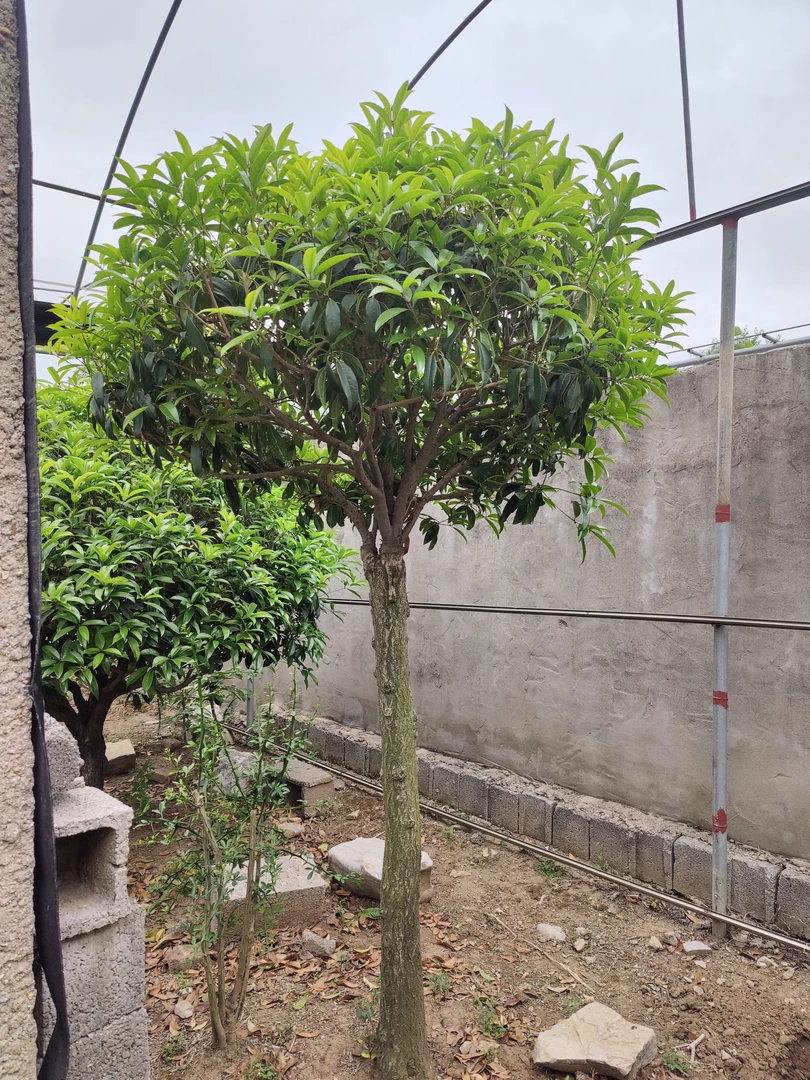 高杆八月桂需要挑花找客服