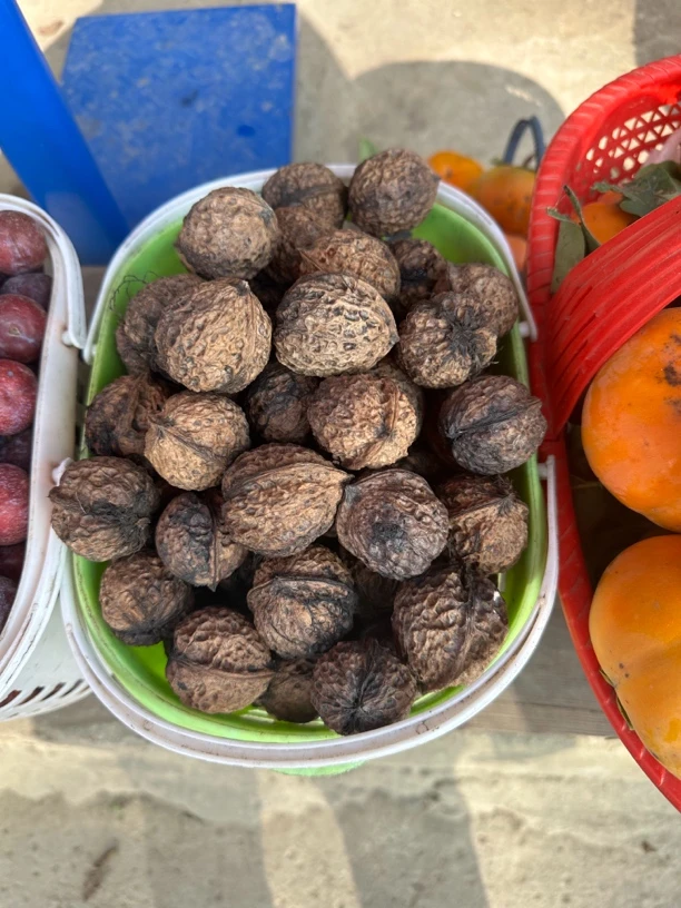 云南农村老品种核桃