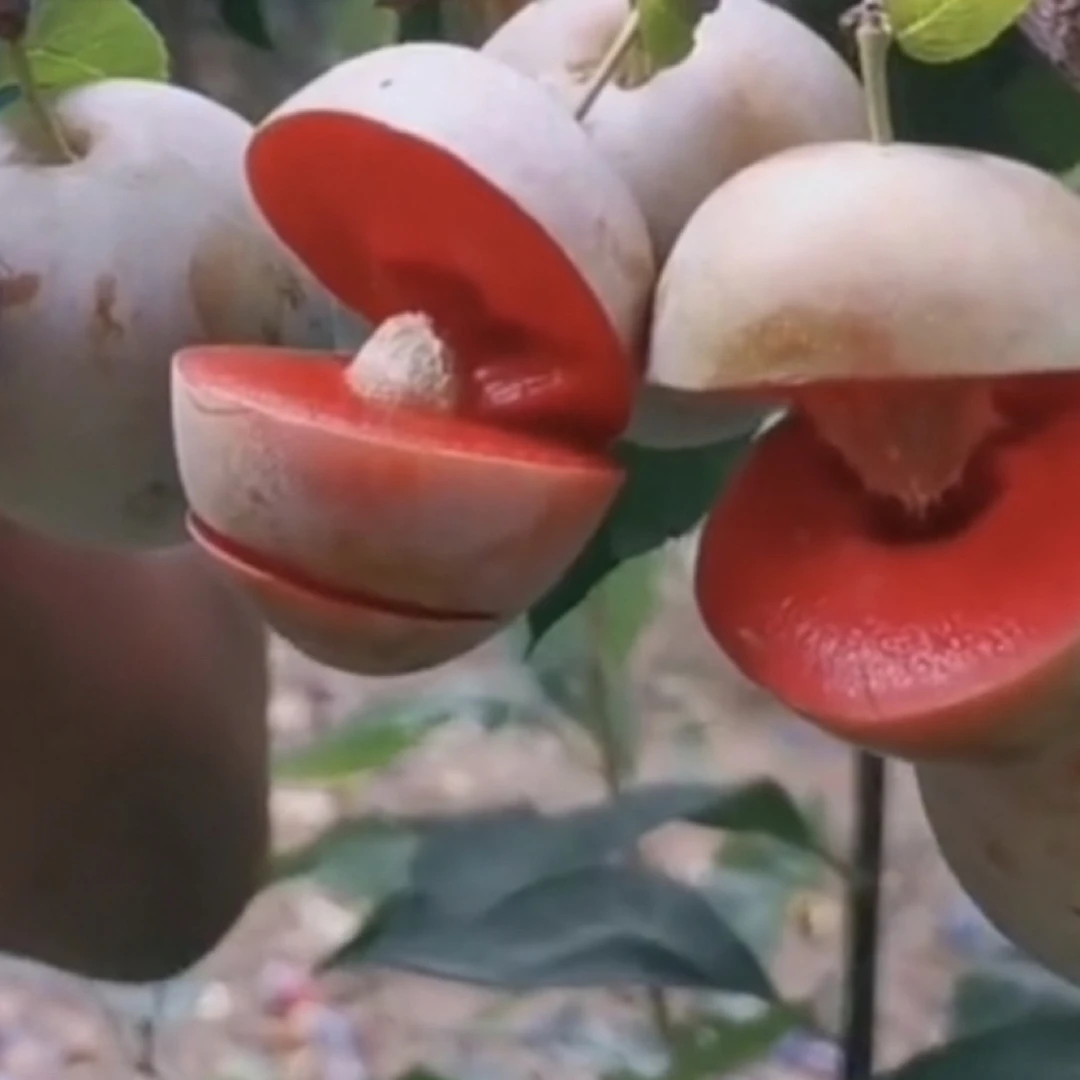 恐龙蛋李子树苗：杏李系列 风味独特 耐寒零下25度