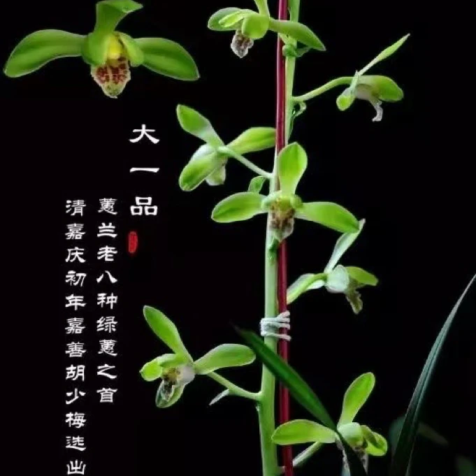 国兰蕙兰大一品经典传统老种荷型水仙瓣浓香兰花苗好养勤花花卉盆