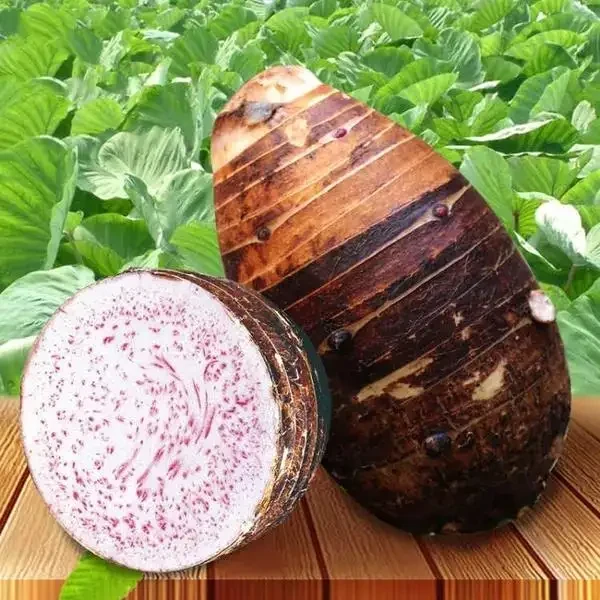正宗广西荔浦芋头新鲜现发粉糯香香糯营养皮薄饱满大果现货包邮