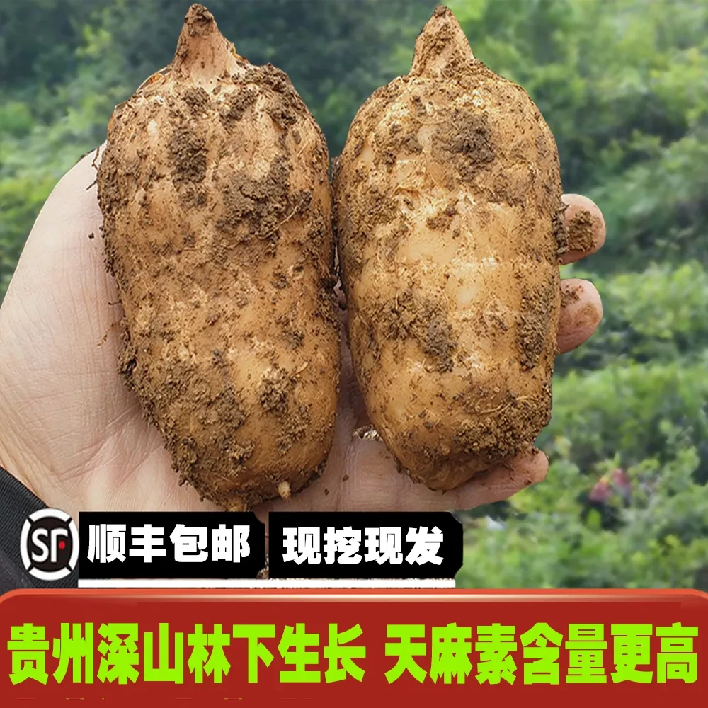 【之洲乐乐】贵州林下生长新鲜天 麻2斤/5斤装带泥发货顺丰包邮