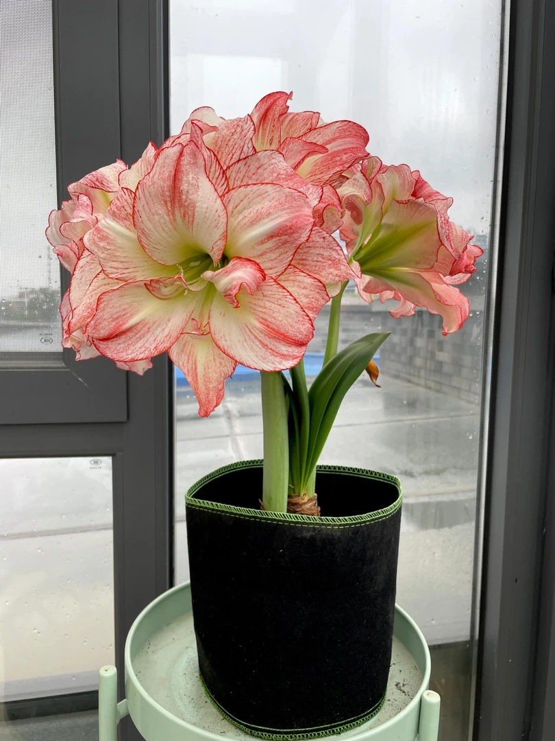 （爱神）包对版澳洲朱顶红种球重瓣自然球福利（送肥料）