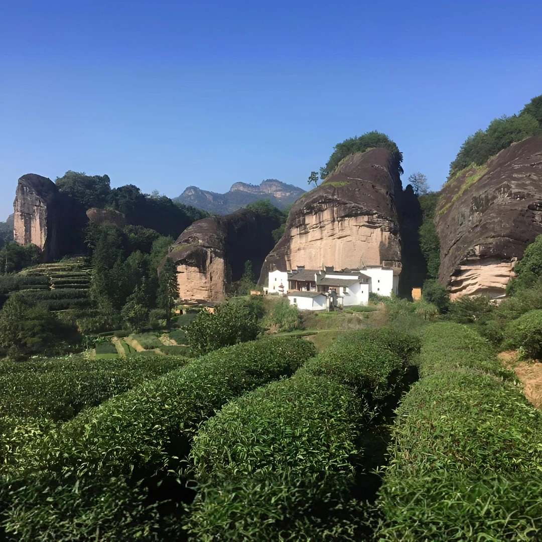 武夷岩茶改价链接10号