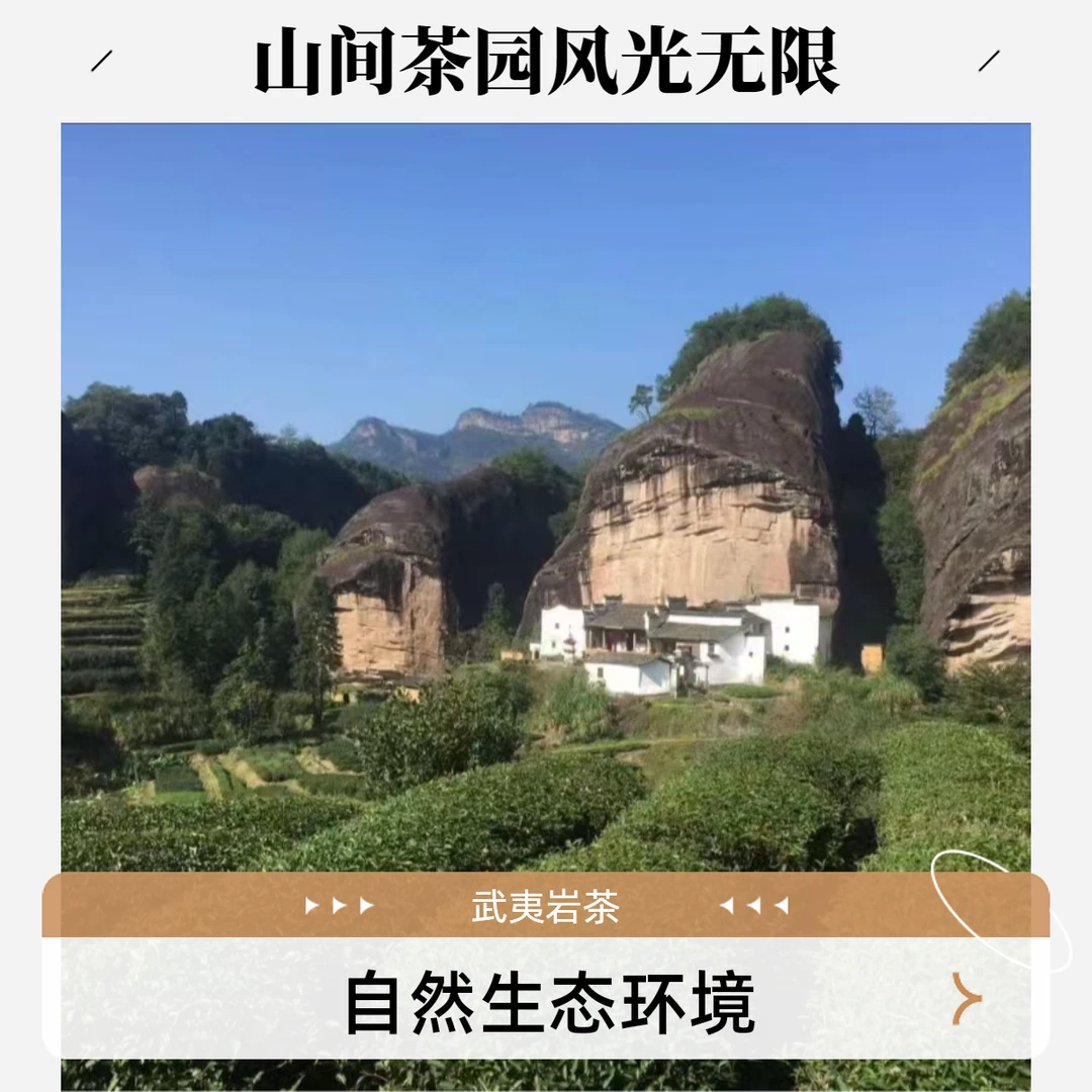 改价链接1号 武夷岩茶