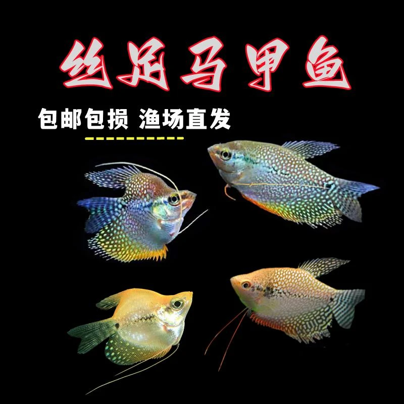 马甲鱼金马甲鱼热带鱼观赏鱼曼龙鱼丝足鱼鱼淡水鱼