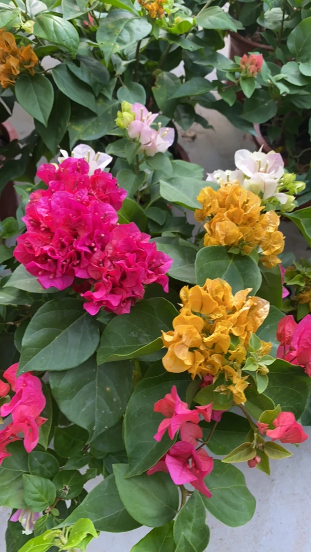 多色三角梅【一物一拍】【运输过程中掉花落叶正常现象、介意慎拍