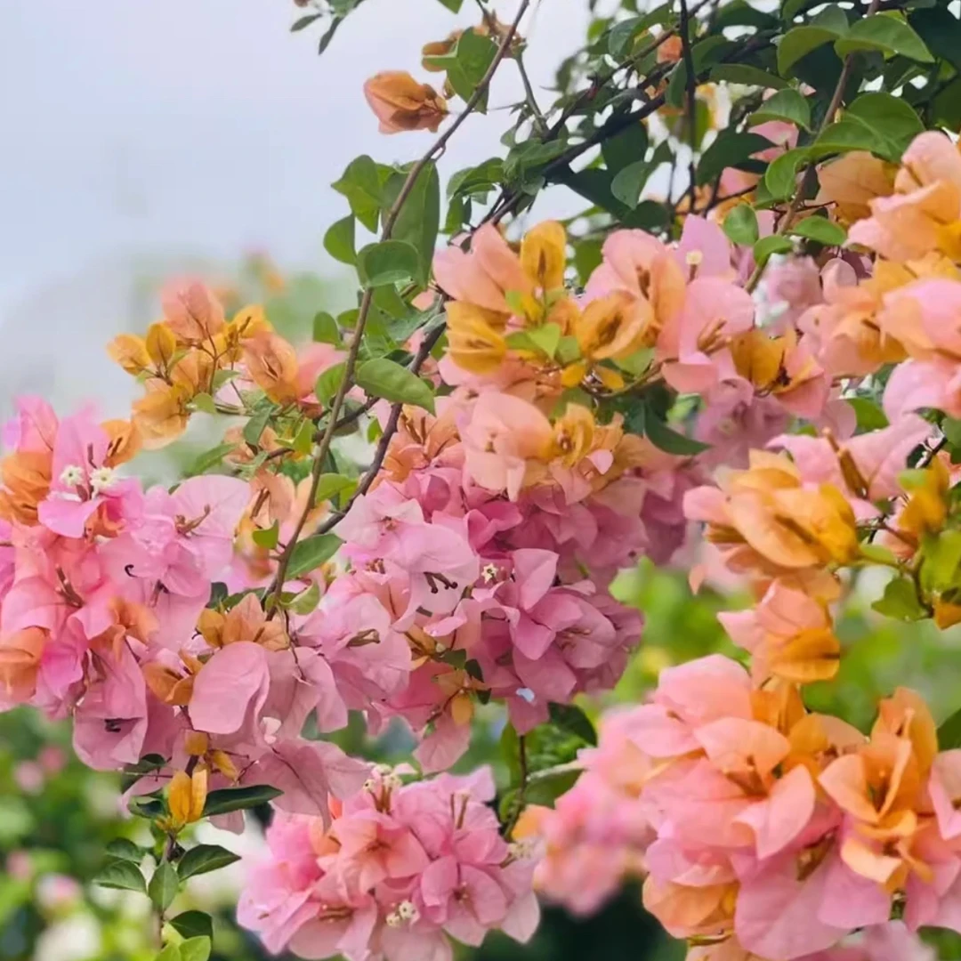 金发女郎三角梅【鲜花绿植运输过程中掉花落叶正常介意慎拍】