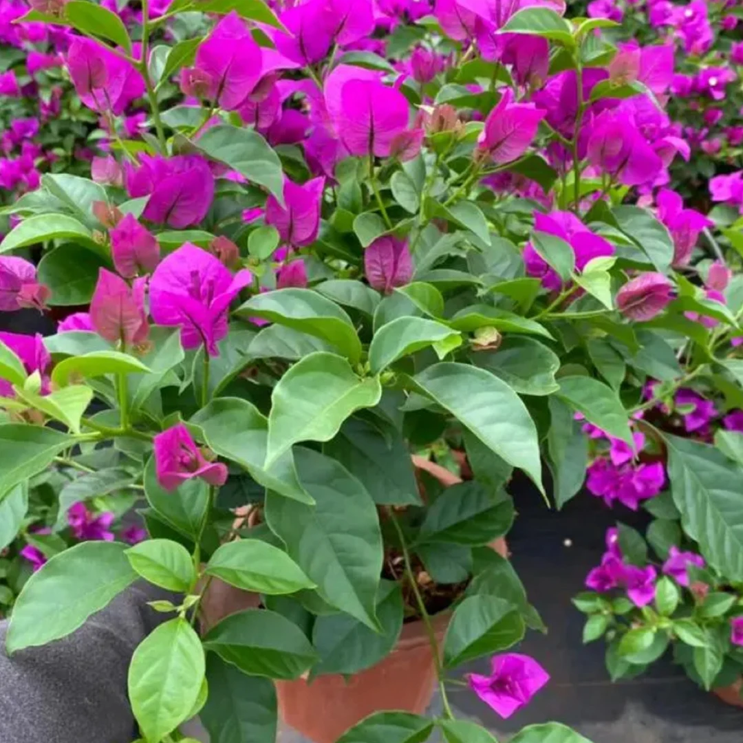 安格斯三角梅【一物一拍】运输过程中掉花落叶正常现象、介意慎拍】