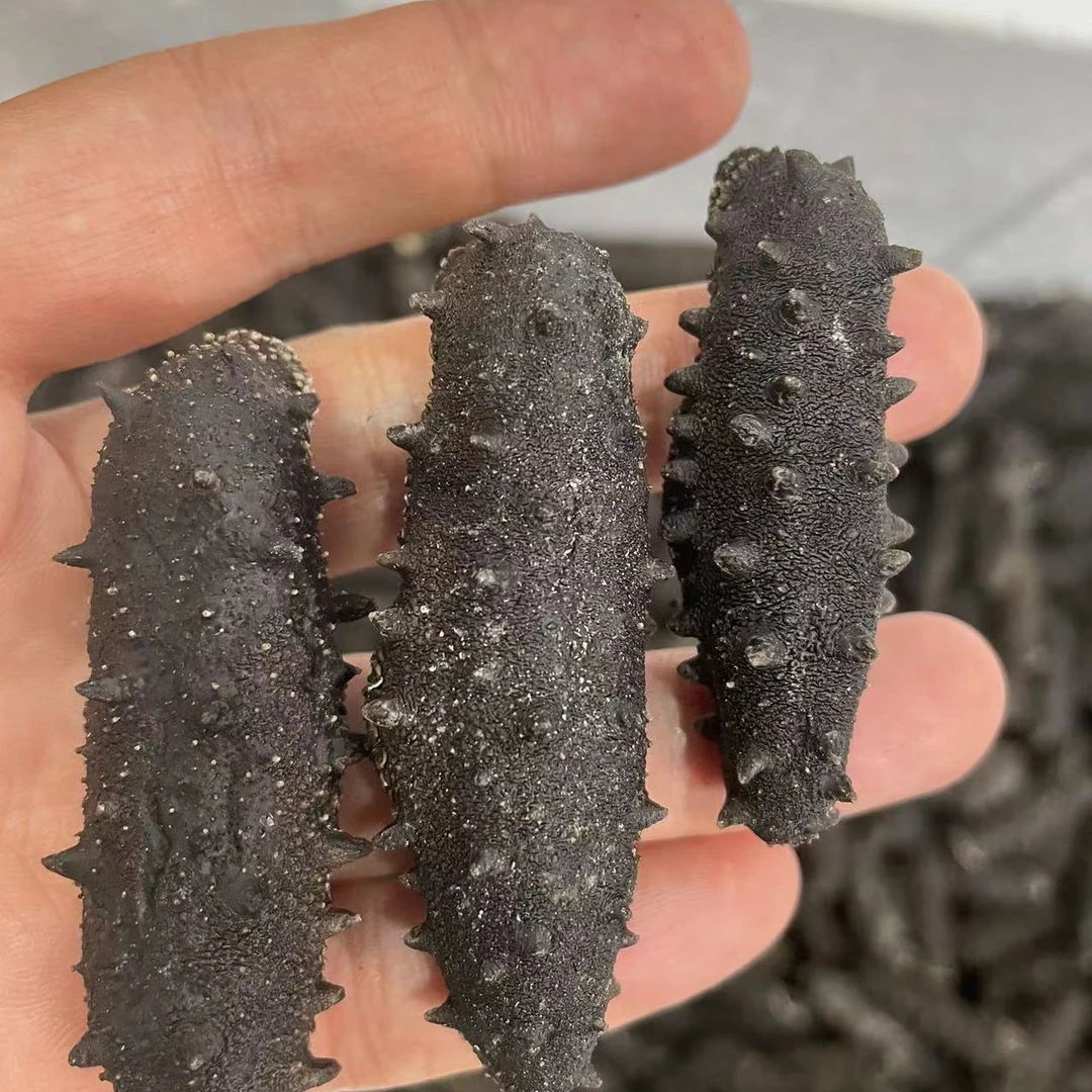 【侯大叔粉丝海参】长岛纯淡干海参滋补海参干海参 1斤