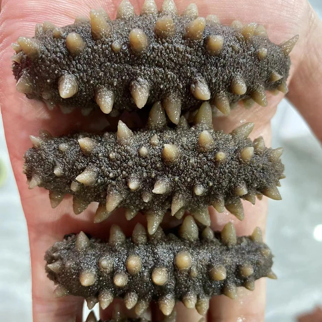 【侯大叔推荐】大头深海纯野生纯淡干深海滋补养生海参500g