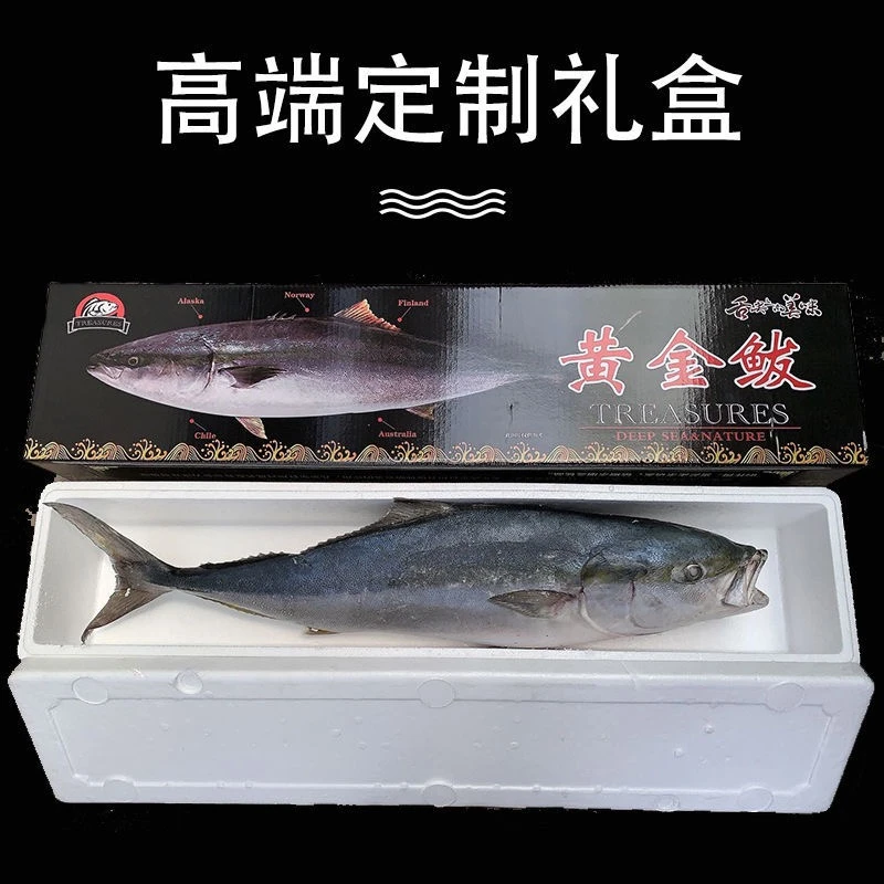 山东特产 渤海湾深海鲜黄金大鲅鱼 鲅鱼 大鲅鱼10-24斤